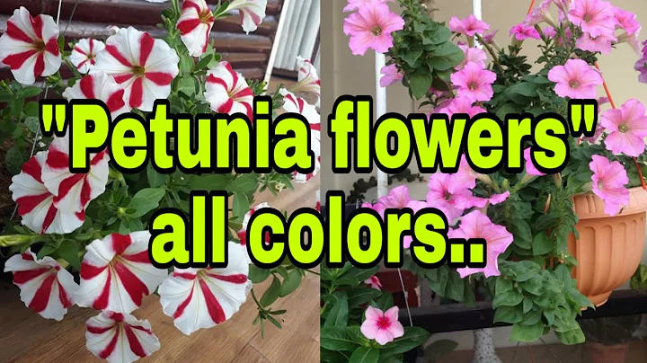 PETUNIA || Petunia flowers all colors - DayDayNews