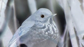 Mark Sheeky - Seed To Field To Seed (Official Video)