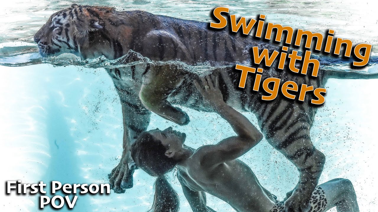 myrtle beach safari swim with tigers