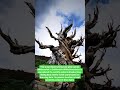 #didyouknow #history #facts #historicaleducation #shortvideo #trees #nature #naturelovers #shorts