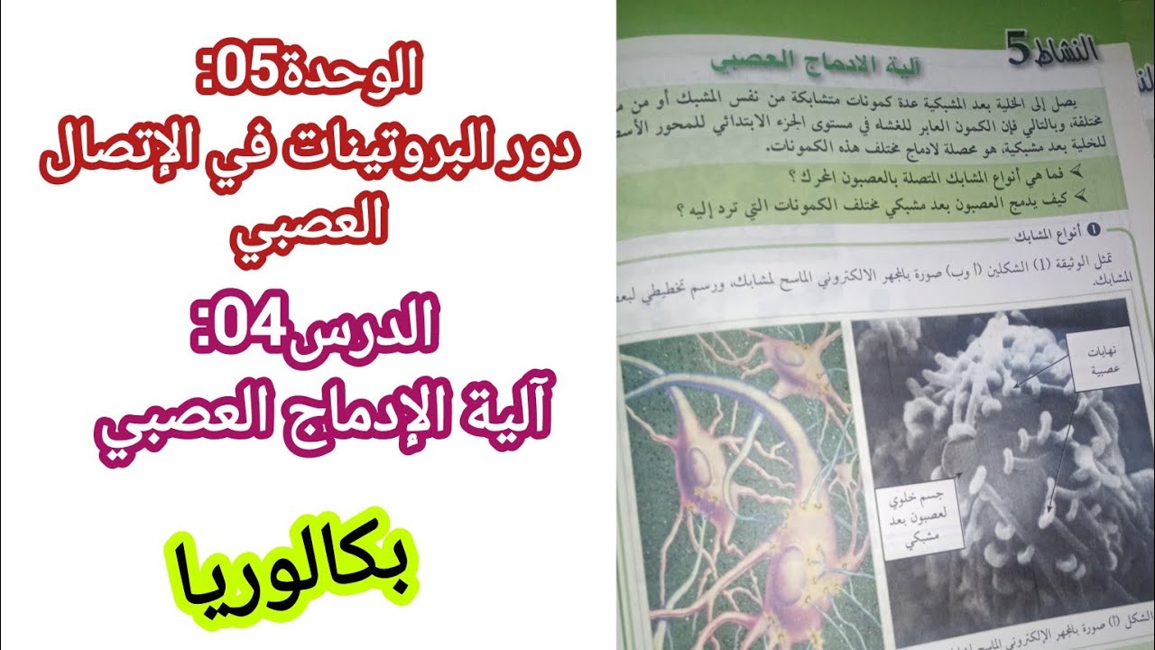 الوحدة05:الإتصال العصبي/الدرس04: آلية الادماج العصبي|| بكالوريا