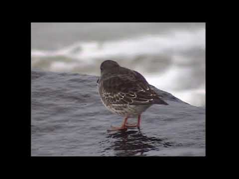 Skärsnäppa/Purple Sandpiper.