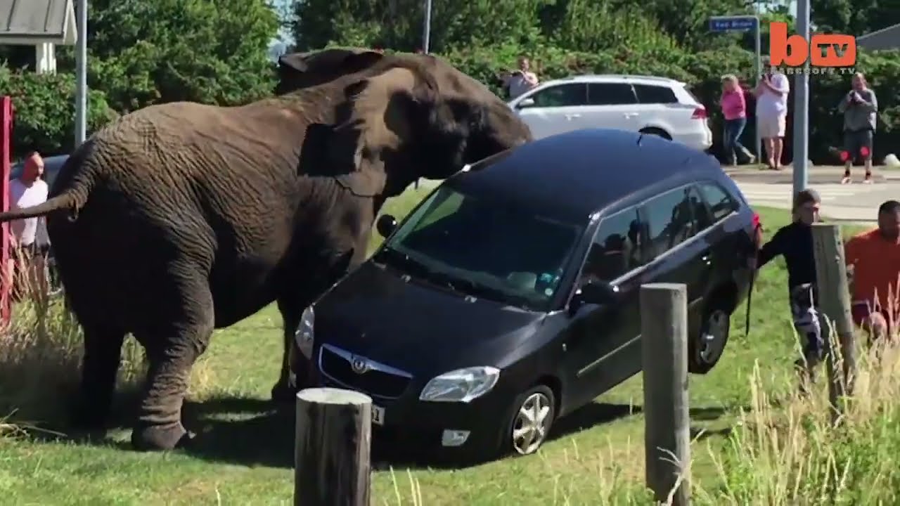 Ozzy Man Reviews: When Animals Fight Back #6