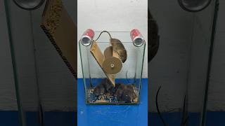 Best Homemade Mouse Trap Ideas At Home #Rattrap #Rat #Mousetrap #Shorts