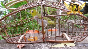 Khuyên Mồi Líu Cực Gắt Gọi Bổi Nghe Là Đến - Bẫy Chim Quá Dễ - Decoy Sound Of White-eyed bird | KTB