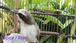 Pancingan Opior Paruh Tebal Paling Cepat Untuk Opior Anda Nyaut