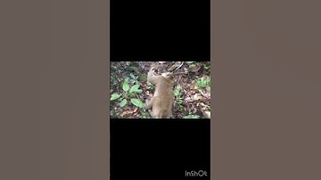 Berburu hama monyet sangat besar perusak kebun warga #hunting #berburu #monyet #monyetlucu