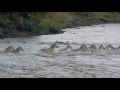 Crocodile Attacks Zebra At Mara River Kenya.