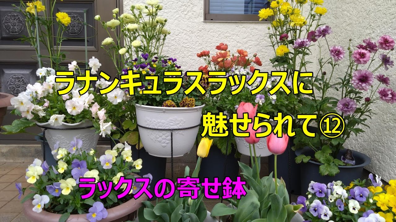 ラナンキュラスラックスに魅せられて⑫ ラックスと寄せ鉢 開花