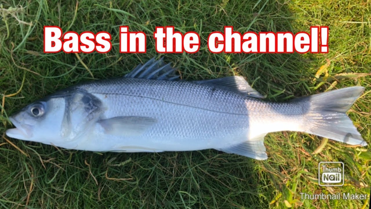 UK Shore Fishing - Bass and Congers! - YouTube