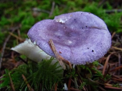Video: Truffle Aub: Cov Pups No Tau Caw Rau Hunt Fungi