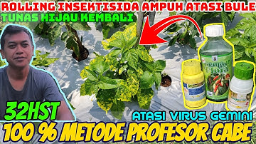 32hst Mengobati virus gemini / bulai pada tanaman cabe metode profesor cabe