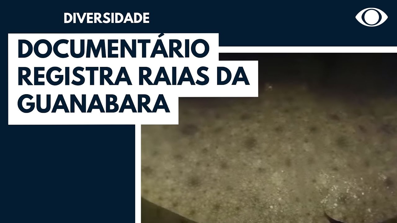 Várias espécies de raias estão na Baía de Guanabara