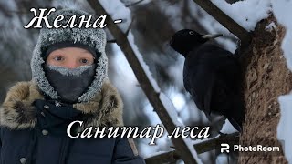 Фотоохота в Санкт-Петербурге. Встреча с санитаром леса в Павловском парке