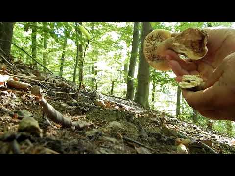 Video: Jesenje Gljive. Pravila Prikupljanja