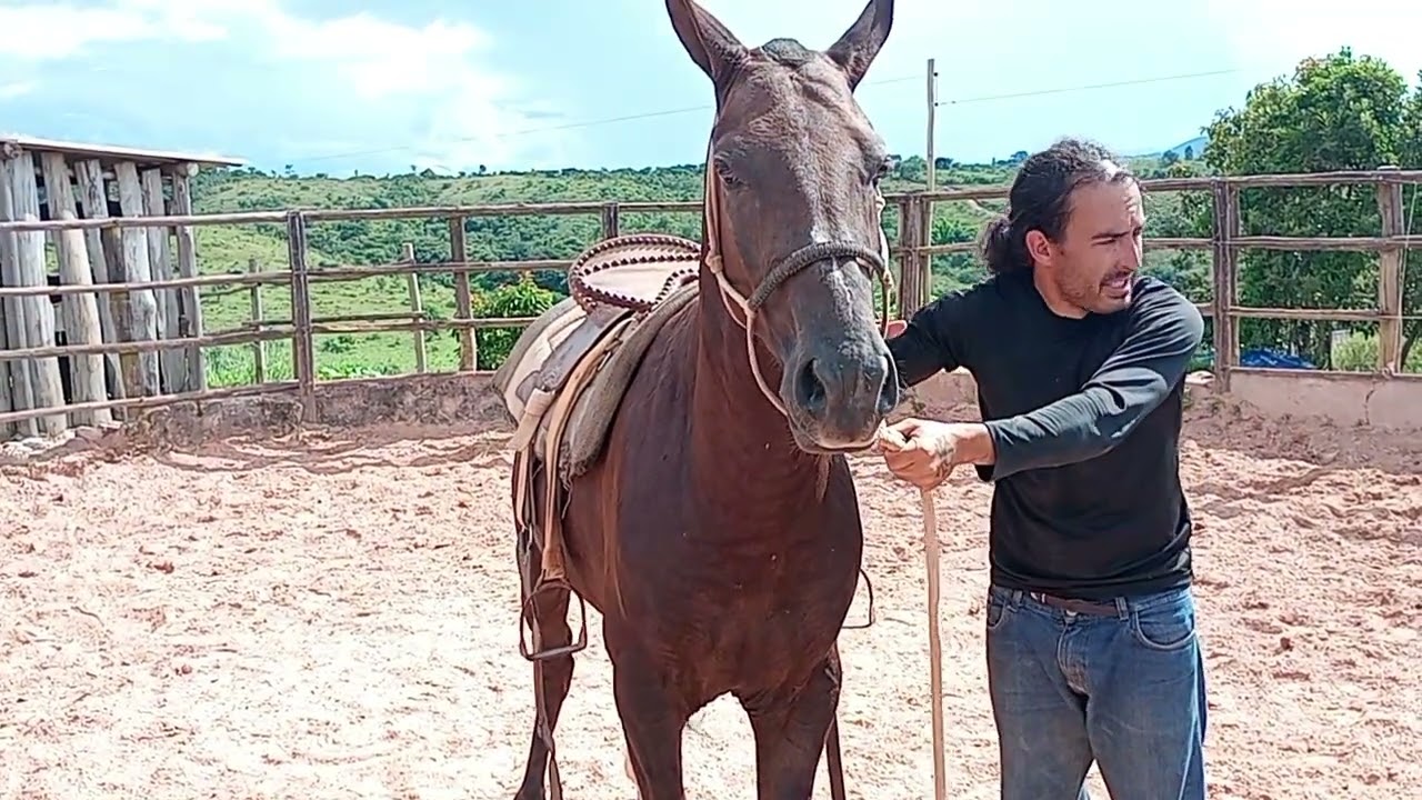 Continuando a doma, colocando sela pela primeira vez. 22/02/2026