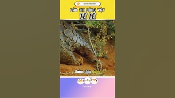 Tê Tê – Sinh Vật Hiền Lành Bị Săn Đuổi Nhiều Nhất Thế Giới