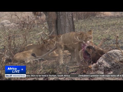 Drop in lion numbers in Uganda worries tourism experts