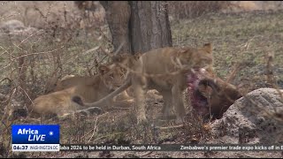 Drop in lion numbers in Uganda worries tourism experts