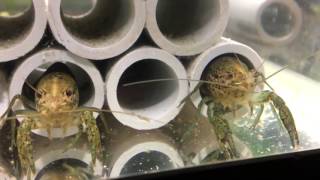 My Tank Of Marmorkreb Self Cloning Marbled Crayfish