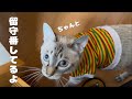 猫達と家庭菜園 My cats and my vegetable garden 