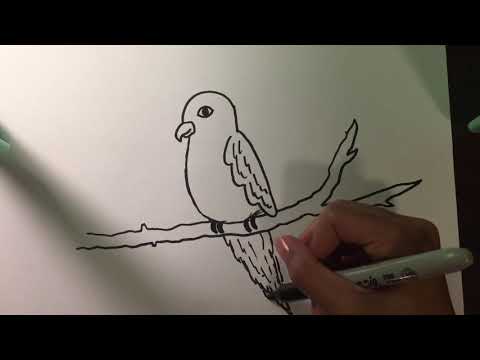 How to draw a green cheek conure Parrot | smART
