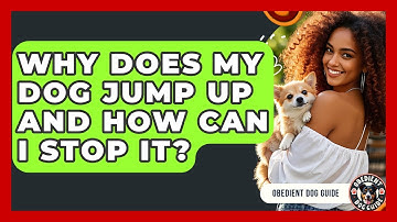 Why Does My Dog Jump Up And How Can I Stop It? - Obedient Dog Guide