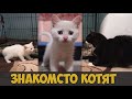 Знакомство Симбы с новым котенком альбиносом. Реакция Симбы на котенка. Красивые волки на фоне неба.