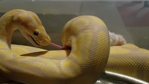 Python Kills Mouse 2 Times !!!  / Warning Live Feeding