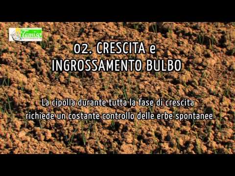 Video: Caratteristiche Biologiche Delle Cipolle