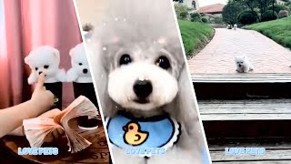 funny and cute dog and cat videos 💗 cute puppies 😍 cute pets #2 by love pets 38 views 3 years ago 6 minutes, 35 seconds