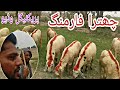 chatra farming prectical video , Business idea in urdu