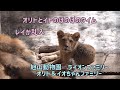 旭山動物園　オリトとイトのほのぼのタイム　レイが乱入　ライオンファミリー　オリト＆イオちゃんファミリー