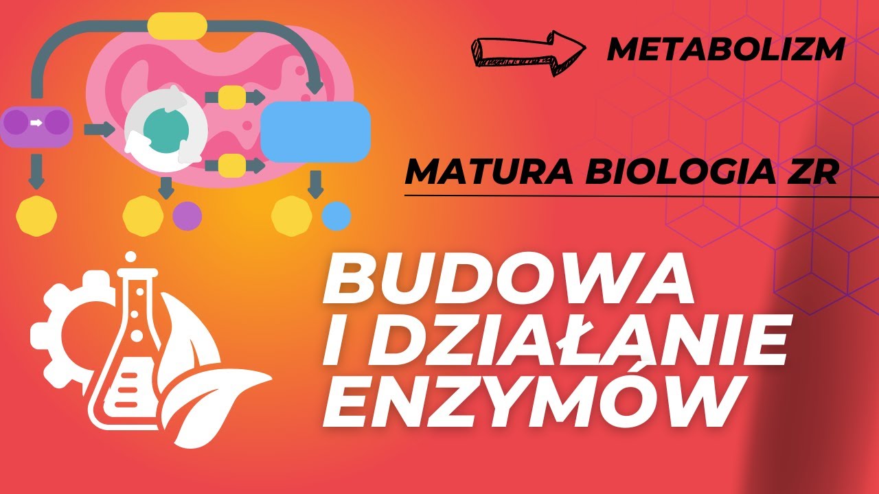 Jak Dbać O Zdrowie Skóry Biologia Budowa i działanie enzymów. MATURA BIOLOGIA ZR - YouTube
