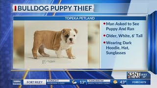 Thief steals bulldog puppy from Petland