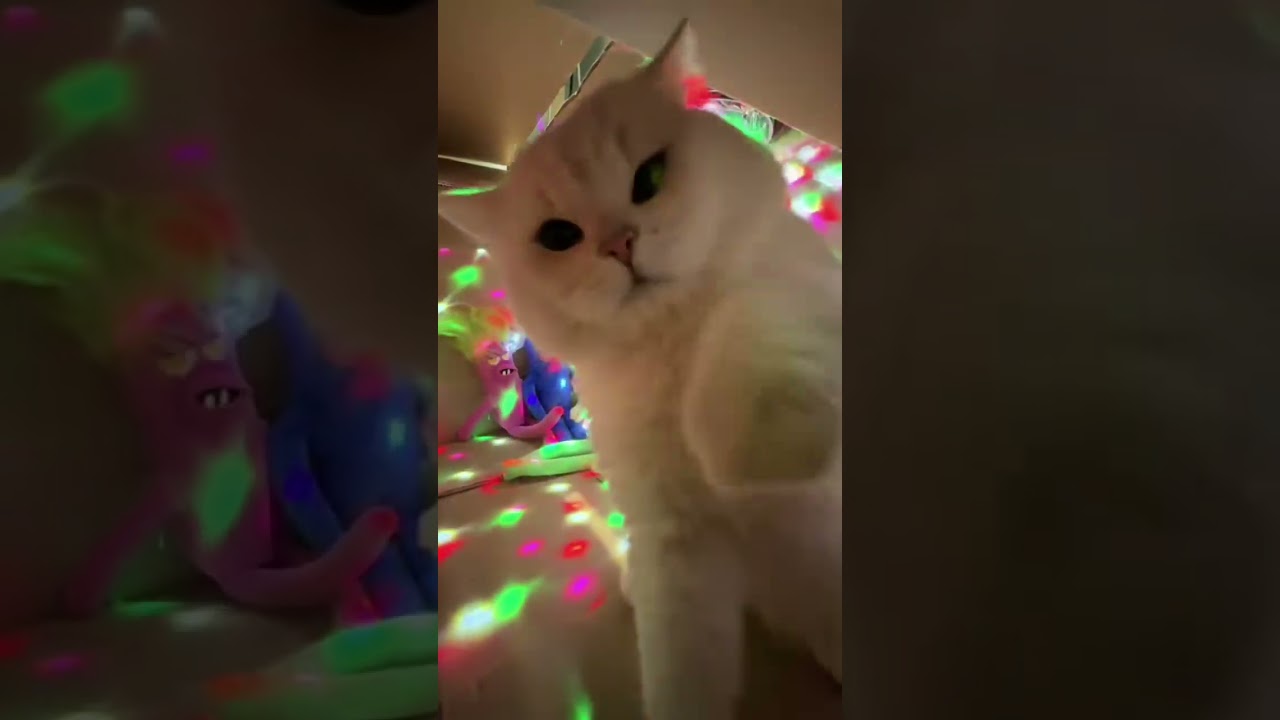 ✨ Disco Vibes with My Cat & Toys | Funny Cat Party Box 