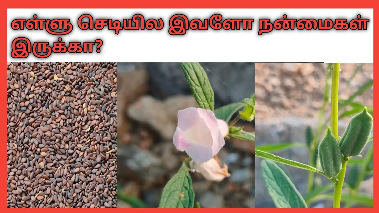 எள்ளு செடி வீட்டிலேயே வளர்ப்பது எப்படி? How to Grow Sesame Plant from