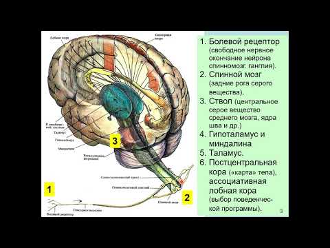 Дубынин В. А. - Физиология сенсорных и двигательных систем - Система болевой чувствительности