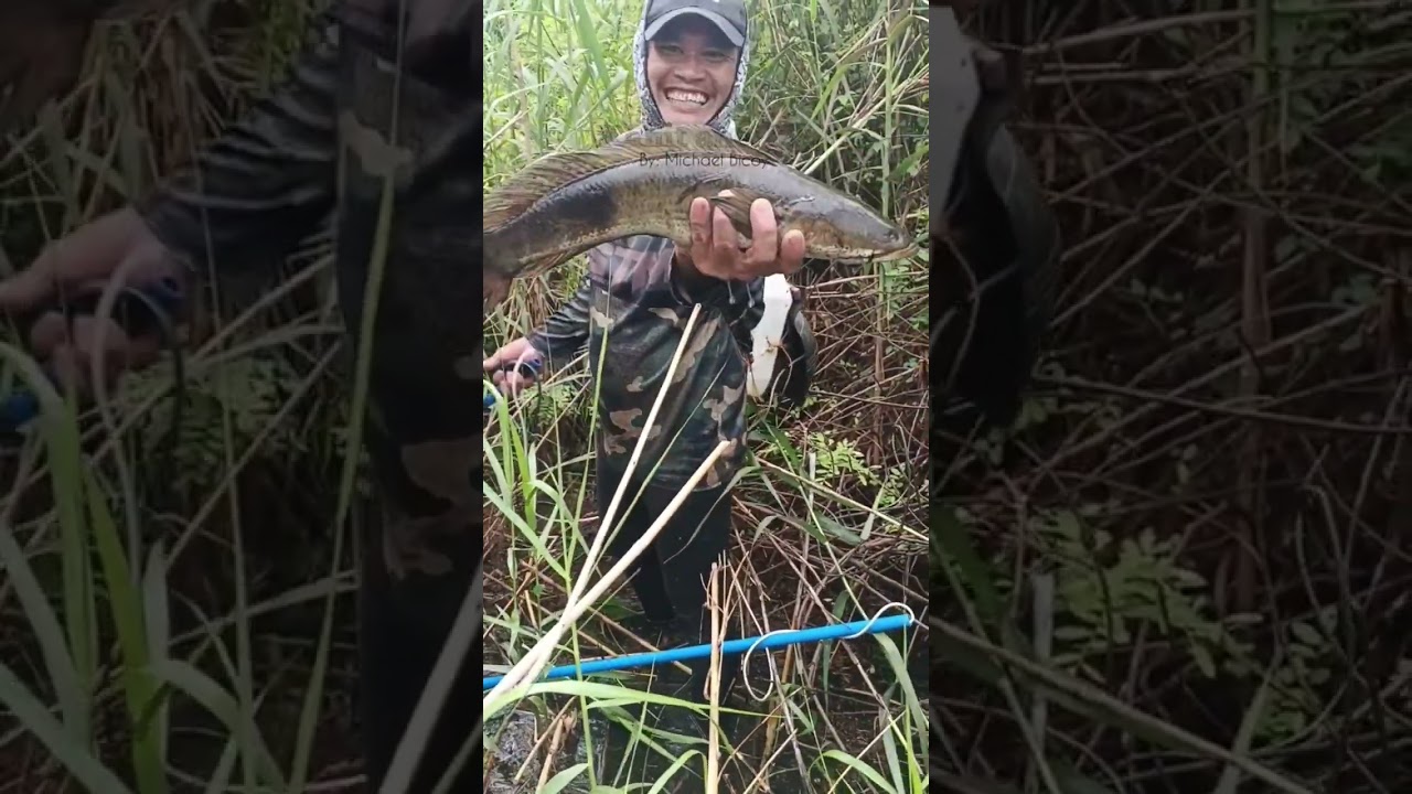 Naglalakihang Dalag sa damuhan Compilation 