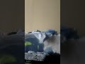 あゆみくりかまき☺
