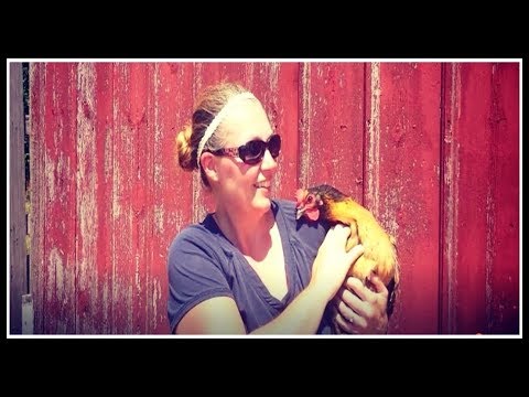 Comment savoir si vos poulets pondent