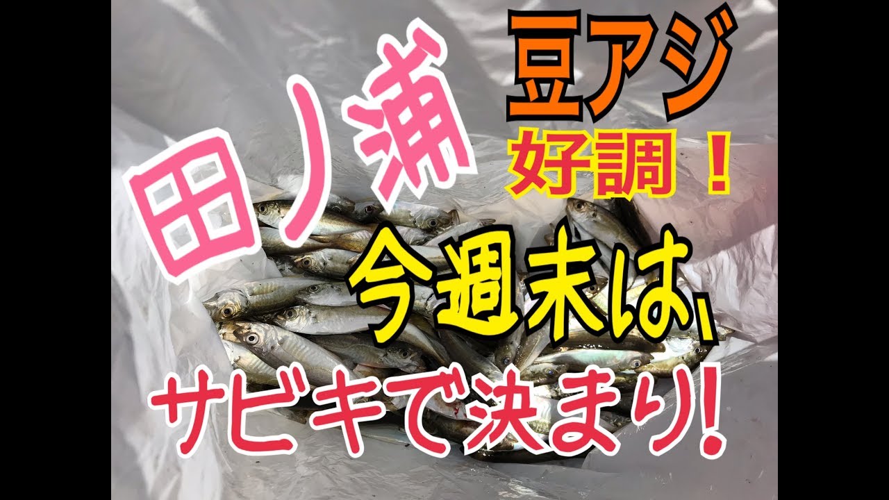 和歌山 今 サビキ釣りなら 田ノ浦 24日正午rt Fishingmax和歌山インター店 Youtube