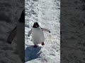 Antarctica #antarctica #ytshorts #youtube #music #india #antarctictreaty #shorts #shortvideo #short
