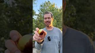 The Most Underrated Fruit Tree For Dry And Hot Climates -- Chinese Jujube