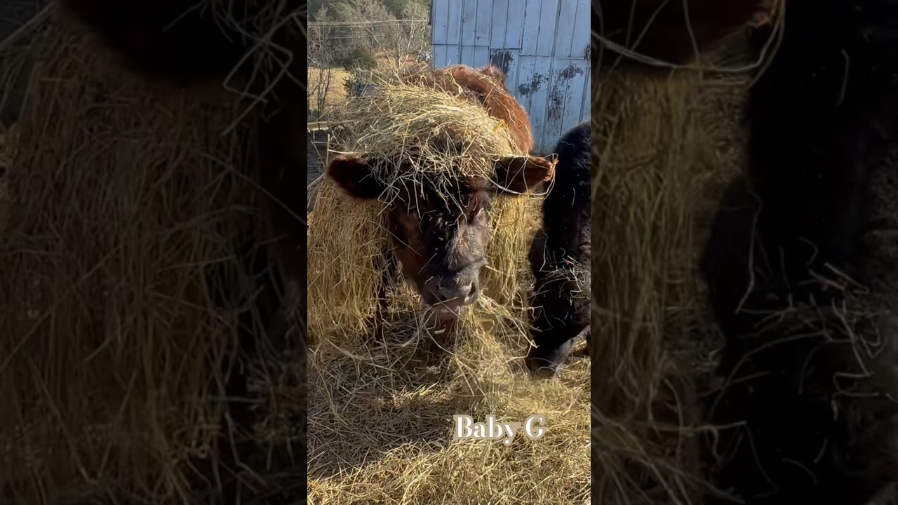 Angus Bull Calf being cute 