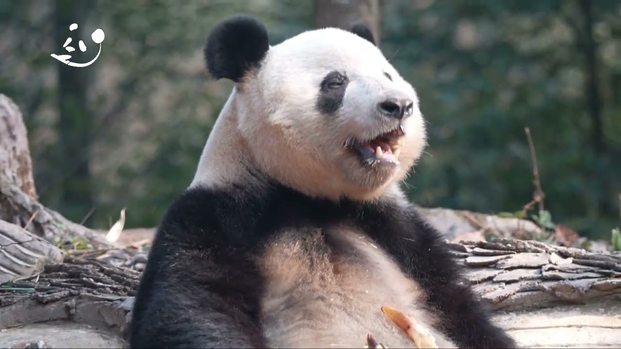 団子拒否 するシャン 