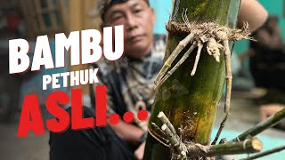 BAMBU PETHUK AASLI SEBESAR POHON KELAPA MASIH HIJAU