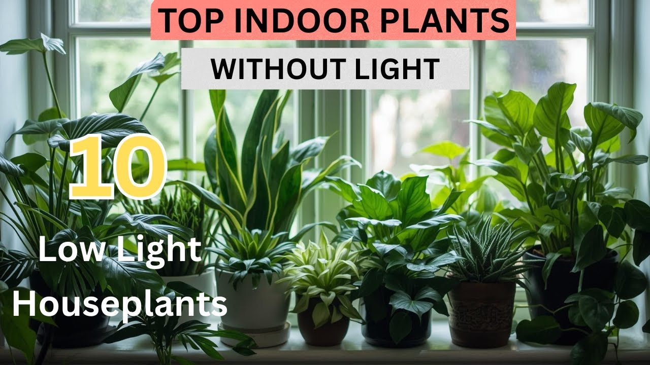 LOW LIGHT INDOOR PLANTS | ZERO SUN LIGHT INDOOR PLANTS 