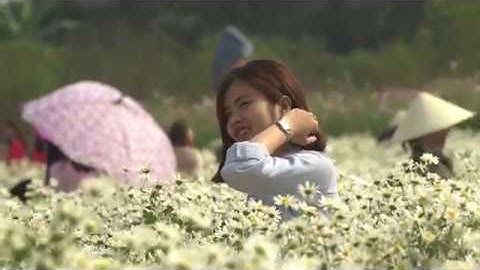 Vườn Cúc Hoạ Mi ở Hà Nội có gì nhỉ? Vườn cúc hoạ mi tại bãi đá Sông Hồng