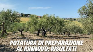 Potatura Olivo 6: primi risultati dopo 3 mesi